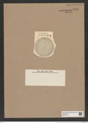 Pyxidicula weyprechtii Grun. (de-Toni-Nr.: Genus 188, Species 4662) Zeichnungen Sammlung Grunow Nr. 8315 (NHMW-BOT-W0377715)
